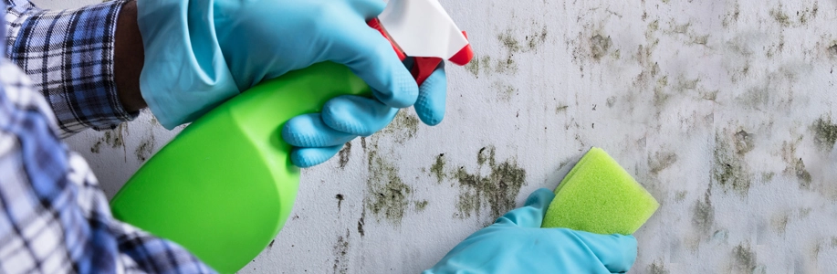 Gloved hand sprays cleaner on moldy wall