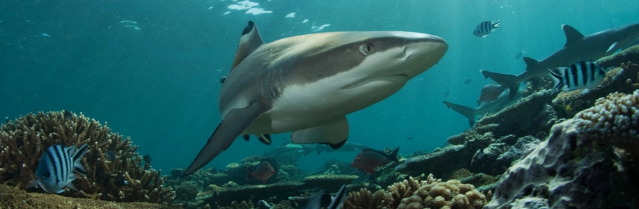 Shark swimming underwater